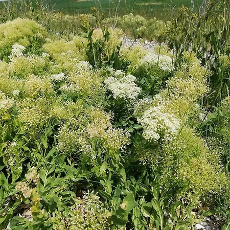 Casa de Férias Panoramic Retreat In Borgnaes - By Traum Ærøskøbing